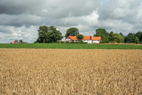 Field with ripe wheat at farm and heavy clouds in Ingelstorp, Ysads municipality, Skåne county,