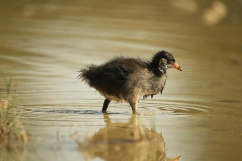 Green-footed moorhen (Gallinula chloropus) young bird foraging in the water in a gravel pit,