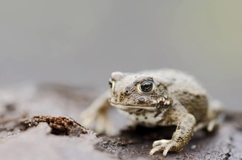 Natterjack toad (Epidalea calamita, Bufo calamita), North Rhine-Westphalia, Germany