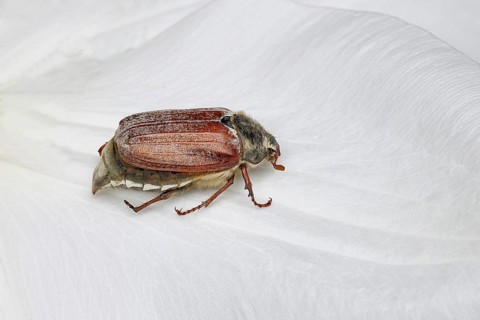 Cockchafer, field cockchafer (Melolontha melolontha), female on a clematis flower, Wilnsdorf, North