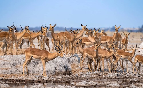 Herd of impala (Aepyceros melampus) at a waterhole, black heeler antelope, Nxai Pan National Park,
