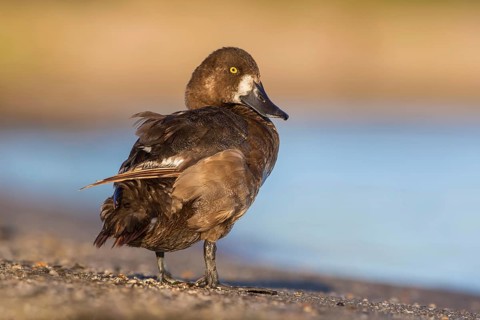 Greater Scaup (Aythya marila) female, Poland