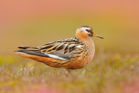 Grey Phalarope, Phalaropus fulicarius, orange and brown water bird in the grass nature habitat,