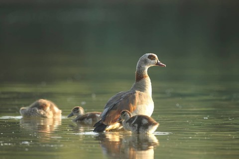 Egyptian goose (Alopochen aegyptiaca) adult bird with young in the water in a gravel pit, Allgäu,