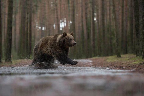 The crossing... European brown bear (Ursus (genus) arctos), young bear crossing a forest path at a