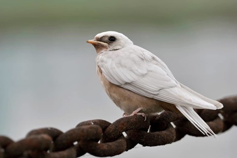 A speciality... Barn swallow (Hirundo rustica) with white plumage, genetic defect that completely