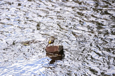 Grey wagtail, Bavaria, May, Germany
