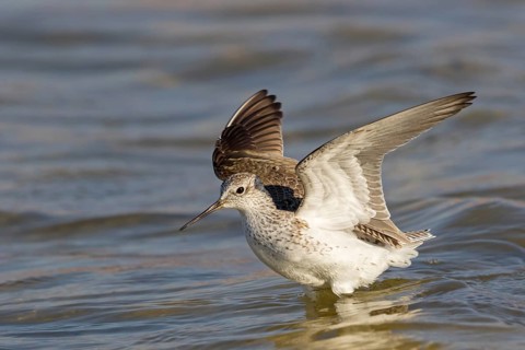 Teichwasserläufer, Marsh Sandpiper, Tringa stagnatilis, Chevalier stagnatile, Archibebe Fino