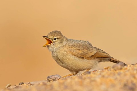 Steinlerche, Desert Lark, Ammomanes deserti, Ammomane isabelline, Terrera Sahariana