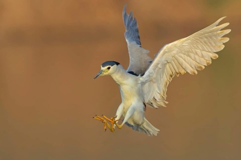 Nachtreiher, Black-crowned Night Heron, Night Heron, Black-crowned Night-Heron, Nycticorax
