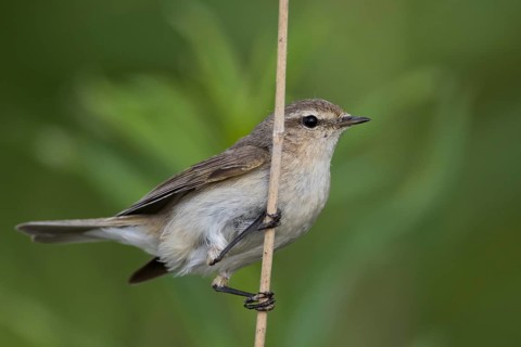 Siberian Chiffchaff - Taigazilpzalp - Phylloscopus tristis, Russia (Ural)