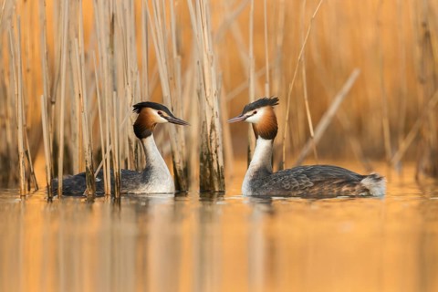 Great Crested Grebe (Podiceps cristatus) pair displaying, North Rhine-Westphalia, Germany