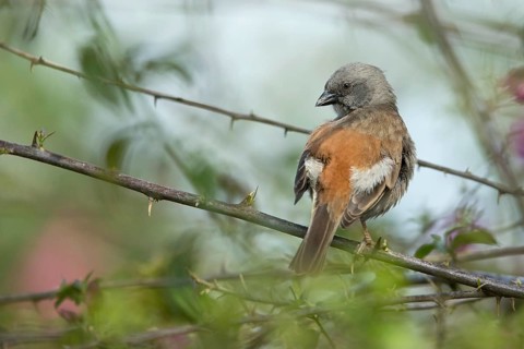 Swainson's Sparrow (Passer swainsonii) perched on a branch, Kafa, Ethiopia