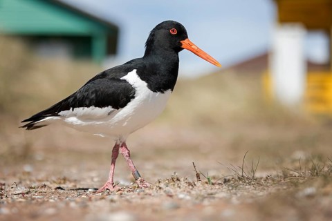 Eurasian Oystercatcher (Haematopus ostralegus), Schleswig-Holstein, Germany