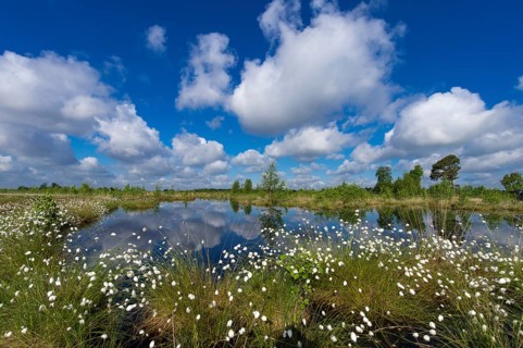 Tussock cottongrass (Eriophorum vaginatum) flowering in bog, Goldenstedter Moor, Lower Saxony,