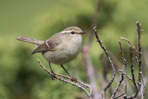 Humes Leaf Warbler - Tienschan-Laubsänger - Phyllsocopus humei ssp. humei, Kyrgyzstan