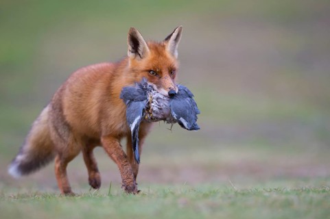 Red Fox (Vulpes vulpes) adult feeds on Common Wood Pigeon (Columba palumbus), Netherlands