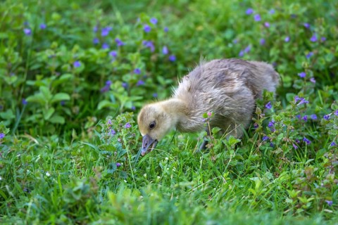 Greylag Goose (Anser anser) chick foraging, Mecklenburg-Western Pomerania, Germany