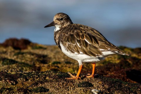 Ruddy Turnstone (Arenaria interpres) on rocks, Asturias, Spain