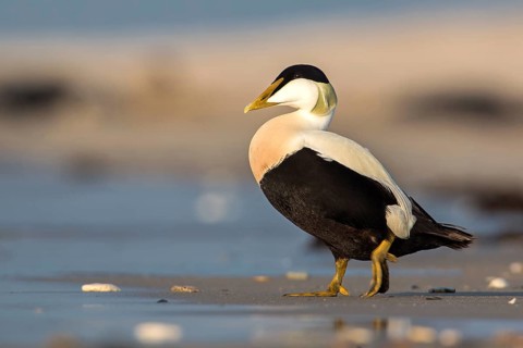 Common Eider (Somateria mollissima) male, Schleswig-Holstein, Germany