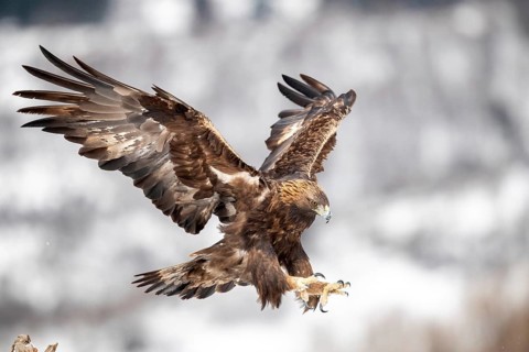Golden Eagle (Aquila chrysaetos) flying, Madrid, Spain