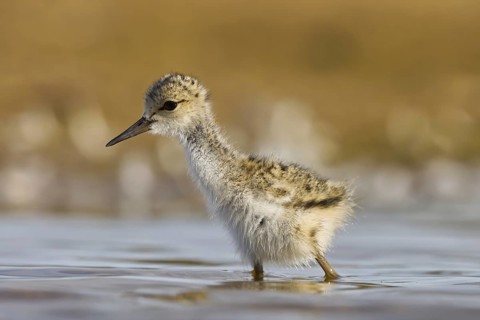 Black-winged Stilt (Himantopus himantopus) chick foraging, North Rhine-Westphalia, Germany