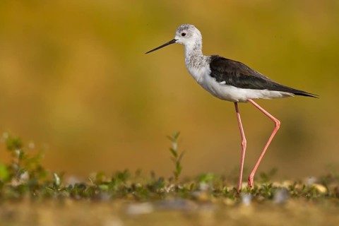 Black-winged Stilt (Himantopus himantopus) female foraging, North Rhine-Westphalia, Germany