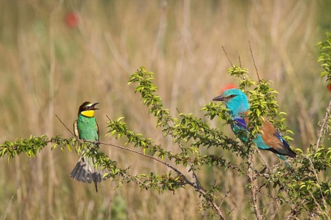 European Bee-eater & European Roller (Merops apiaster & Coracias garrulus), Bulgaria