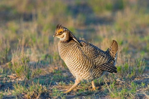 Lesser Prairie-Chicken Tympanuchus pallidicinctus Milnesand, New Mexico, United States 11 May Adult