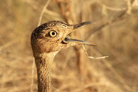 Buff-crested Bustard (Lophotis gindiana), Samburu, Kenya