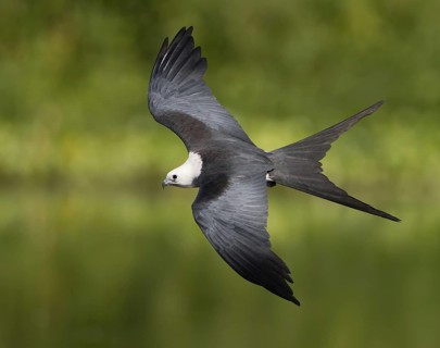 Swallow-tailed Kite (Elanoides forficatus) flying, Florida, USA