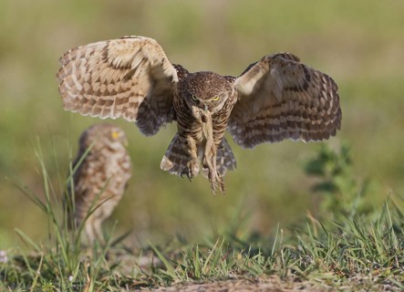 Burrowing Owl (Athene cunicularia) flying with prey in its beak, Florida, USA