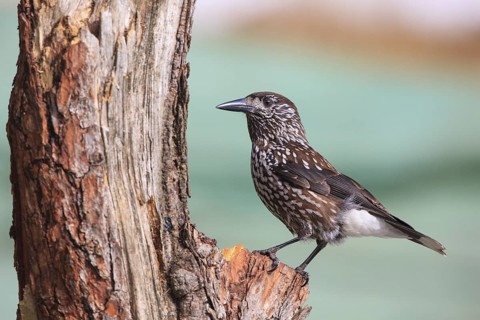 Spotted Nutcracker (Nucifraga caryocatactes), Carinthia, Austria