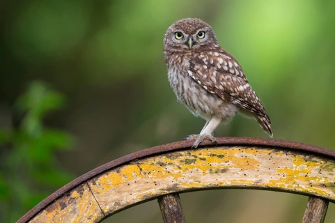 Little Owl (Athene noctua) perched on an old wagon wheel, Lower Saxony, Germany