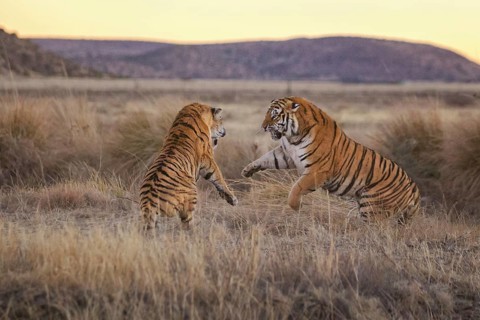 Bengal Tiger (Panthera tigris) two females fighting, captive, Philippolis, South Africa