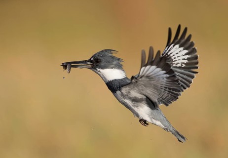 Belted Kingfisher (Megaceryle alcyon) male flying with fish prey in its beak, Florida, USA
