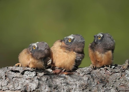 Northern Saw-whet Owl (Aegolius acadicus) juvenile, Saskatchewan, Canada