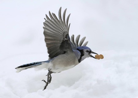 Blue Jay (Cyanocitta cristata), Saskatchewan, Canada