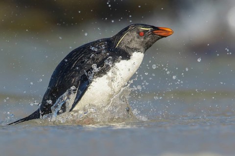 Rockhopper Penguin (Eudyptes chrysocome) emerging from the ocean in the Falkland Islands