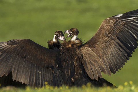 Cinereous Vulture (Aegypius monachus), Castile-La Mancha, Spain