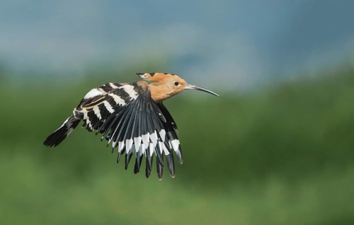 Eurasian Hoopoe (Upupa epops) flying, Aosta Valley, Italy