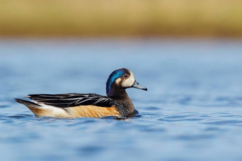 Chiloe Wigeon (Anas sibilatrix) swimming on a small pond in the Falkland Islands