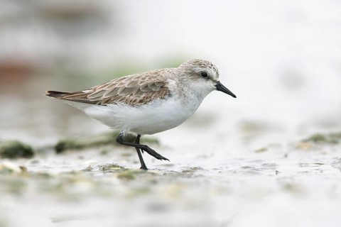 Red-necked Stint (Calidris ruficollis) foraging, Victoria, Australia