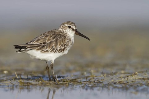 Broad-billed Sandpiper (Calidris falcinellus), Oman