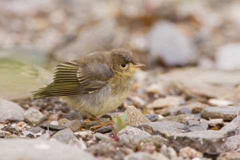 American Yellow Warbler (Setophaga aestiva) juvenile, Arizona, USA