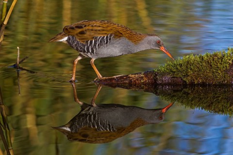 Water Rail (Rallus aquaticus), Cheshire, United Kingdom