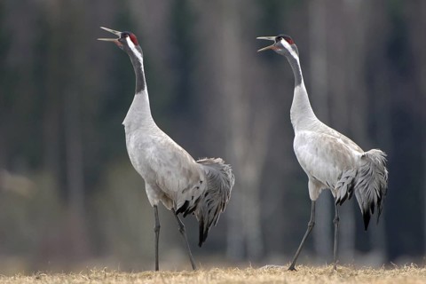 Common Crane (Grus grus) mating, Vaestergoetland, Sweden