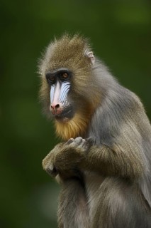 Mandrill (Mandrillus sphinx), female, endangered species, captive, occurrence in Central Africa