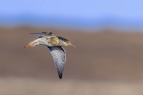 Ruff (Calidris pugnax) territorial male in breeding plumage flying in spring, Scandinavia