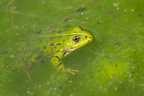 Edible frog (Pelophylax esculentus) in water, Bavaria, Germany